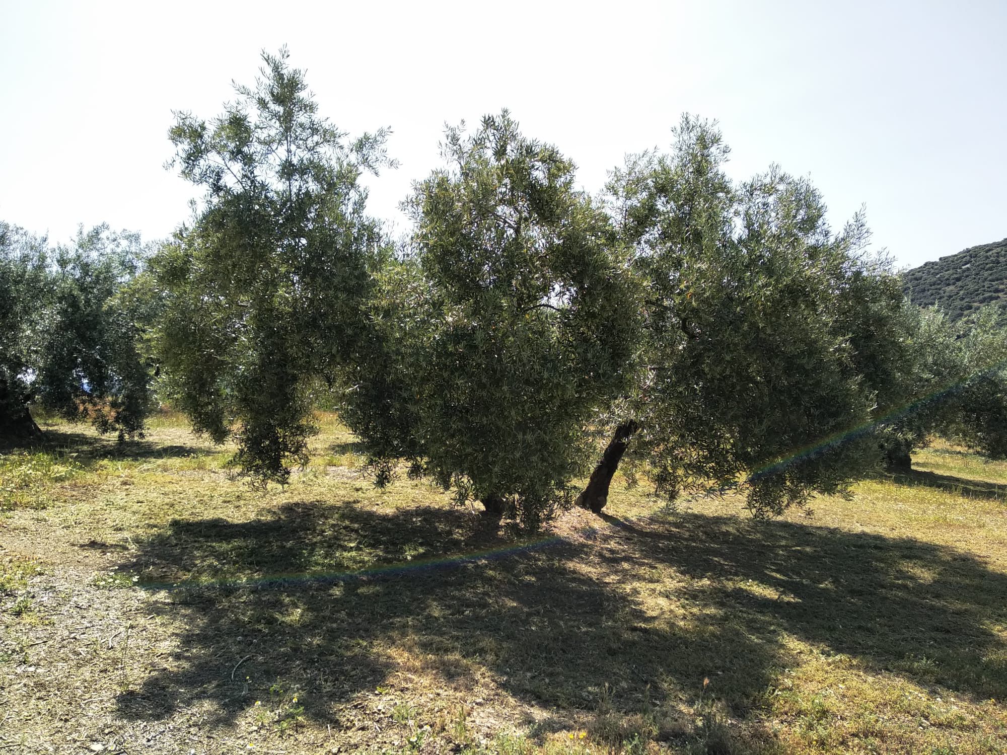 Las previsiones de mala producción llevan a que el aceite siga subiendo de precio